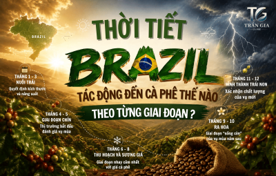 THỜI TIẾT BRAZIL TÁC ĐỘNG ĐẾN CÀ PHÊ THẾ NÀO THEO TỪNG GIAI ĐOẠN ?