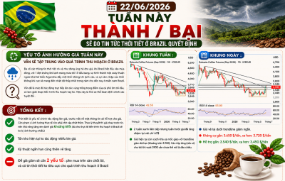 22/06/2026 : TUẦN NÀY THÀNH / BẠI SẼ DO TIN TỨC THỜI TIẾT Ở BRAZIL QUYẾT ĐỊNH