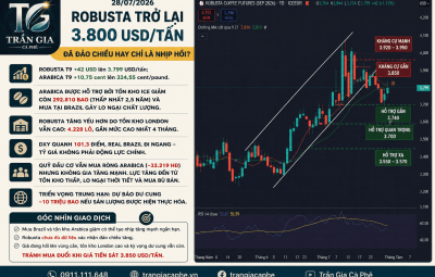 28/07/2026 -  ROBUSTA TRỞ LẠI 3.800 USD/TẤN – ĐÃ ĐẢO CHIỀU HAY CHỈ LÀ NHỊP HỒI?