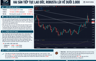 09/07/2026 HAI SÀN TIẾP TỤC LAO DỐC, ROBUSTA LÙI VỀ DƯỚI 3.800