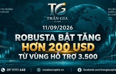 11/09/2026 – ROBUSTA BẬT HƠN 200 USD TỪ ĐÁY: HỖ TRỢ 3.350 TIẾP TỤC PHÁT HUY HIỆU LỰC