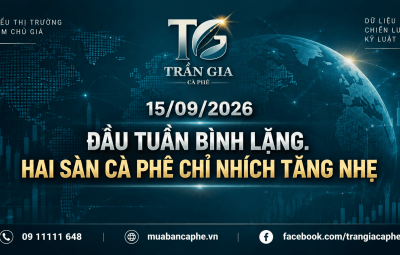 15/09/2026 – ĐẦU TUẦN BÌNH LẶNG, HAI SÀN CÀ PHÊ CHỈ NHÍCH TĂNG NHẸ 