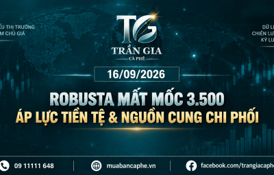 16/09/2026 – ROBUSTA MẤT MỐC 3.500: ÁP LỰC NGUỒN CUNG TIẾP TỤC CHI PHỐI