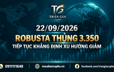 22/09/2026 – ROBUSTA THỦNG 3.350, TIẾP TỤC KHẲNG ĐỊNH XU HƯỚNG GIẢM