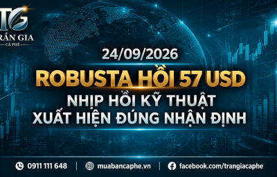 24/09/2026 – ROBUSTA HỒI 57 USD: NHỊP HỒI KỸ THUẬT XUẤT HIỆN ĐÚNG NHẬN ĐỊNH