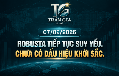 08/09/2026 – ROBUSTA TIẾP TỤC YẾU: DÒNG TIỀN VÀ NGUỒN CUNG VẪN GÂY ÁP LỰC