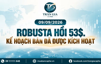 09/09/2026 – ROBUSTA BẬT 53 USD TỪ VÙNG HỖ TRỢ: ĐẢO CHIỀU HAY CHỈ LÀ NHỊP HỒI KỸ THUẬT?