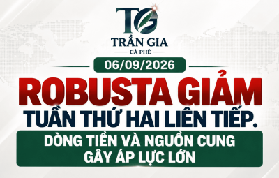 06/09/2026 – ROBUSTA GIẢM TUẦN THỨ HAI LIÊN TIẾP: DÒNG TIỀN RÚT MUA, NGUỒN CUNG BRAZIL TIẾP TỤC GÂY ÁP LỰC