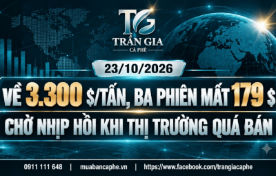 23/10/2026 – ROBUSTA CHẠM MỐC 3.300 USD/TẤN.  KỊCH BẢN GIẢM ĐÚNG HƯỚNG, SẼ PHÁ HỖ TRỢ HAY CÓ NHỊP HỒI?
