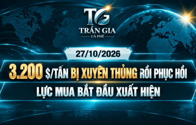 27/10/2026 – ROBUSTA XUYÊN THỦNG 3.200 RỒI PHỤC HỒI: XU HƯỚNG GIẢM CÒN VỮNG, NHƯNG LỰC MUA ĐÃ XUẤT HIỆN