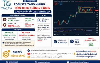 11/08/2026 - ROBUSTA TĂNG NHẸ TRONG VÙNG TÍCH LŨY. CỤC DIỆN VẪN CHƯA RÕ RÀNG