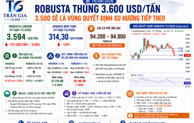 16/08/2026 - ROBUSTA THỦNG 3.600 USD/TẤN – 3.500 SẼ LÀ VÙNG QUYẾT ĐỊNH XU HƯỚNG TIẾP THEO