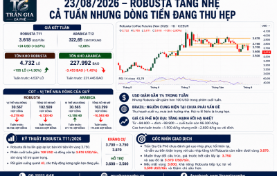 23/08/2026 – ROBUSTA TĂNG NHẸ CẢ TUẦN NHƯNG DÒNG TIỀN ĐANG THU HẸP