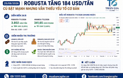 25/08/2026 – ROBUSTA TĂNG 184 USD/TẤN – CÚ BẬT MẠNH NHƯNG VẪN THIẾU YẾU TỐ CƠ BẢN