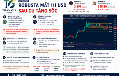 26/08/2026 – ROBUSTA MẤT 111 USD SAU CÚ TĂNG SỐC ĐẦU TUẦN