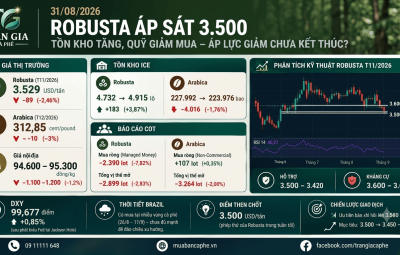 31/08/2026 – ROBUSTA ÁP SÁT 3.500: TỒN KHO TĂNG, QUỸ GIẢM MUA – ÁP LỰC GIẢM CHƯA KẾT THÚC?